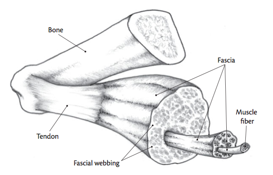 fascia-diagram